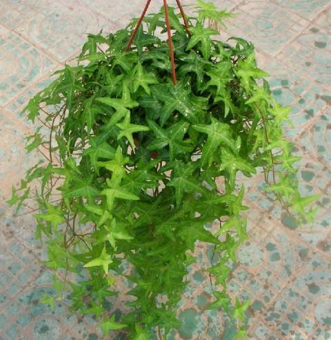 供應(yīng)綠植養(yǎng)護公司