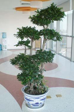 供應(yīng)花卉租擺室內(nèi)花卉租擺室內(nèi)綠植租擺