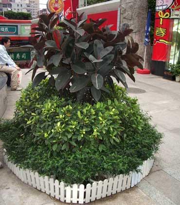 供應(yīng)朝陽綠植租賃