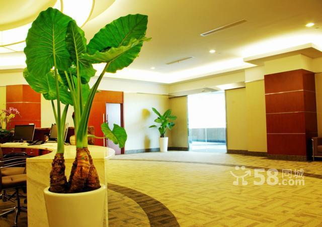 供應(yīng)觀葉綠植租擺