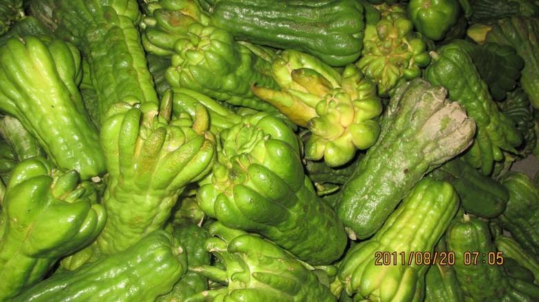 廣東廣佛手種植園圖片