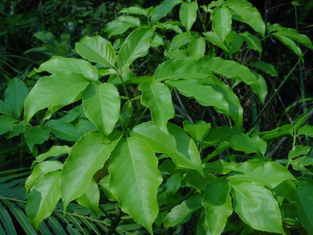 供應(yīng)農(nóng)作物保水劑詳情