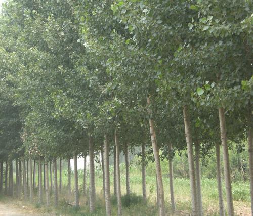 供應(yīng)華北星林苗圃供大量速生楊
