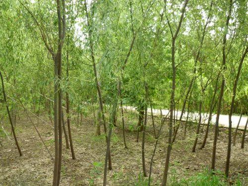 華北星林苗圃大量供垂柳苗圖片