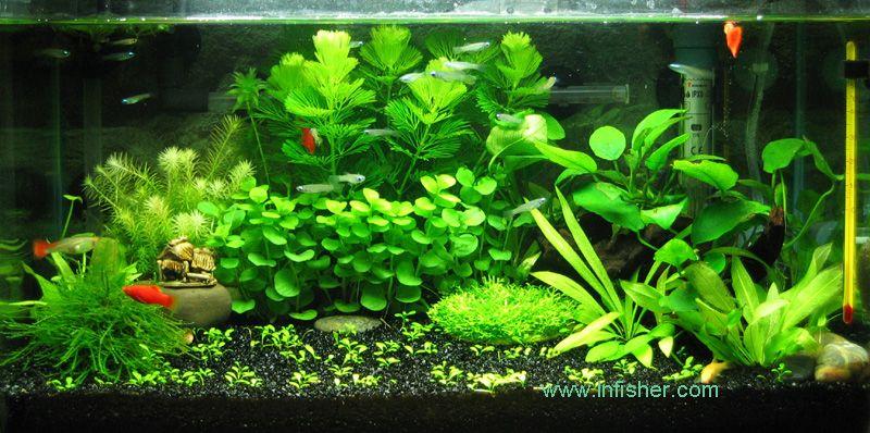 供應(yīng)越秀上門魚缸換水清洗越秀魚缸清洗換水魚病防治魚缸定做