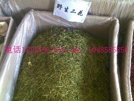 供應(yīng)金雀根價(jià)格雪中情價(jià)格批發(fā)
