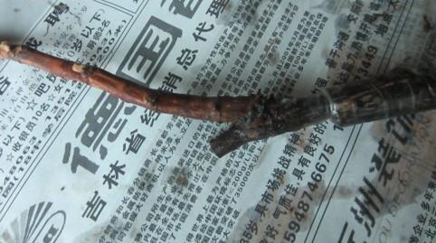 出售葡萄苗吉林巨峰葡萄苗貝達苗圖片