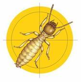 供應成都酒店滅鼠滅蟑螂跳騷白蟻 成都倫多潔13281036525