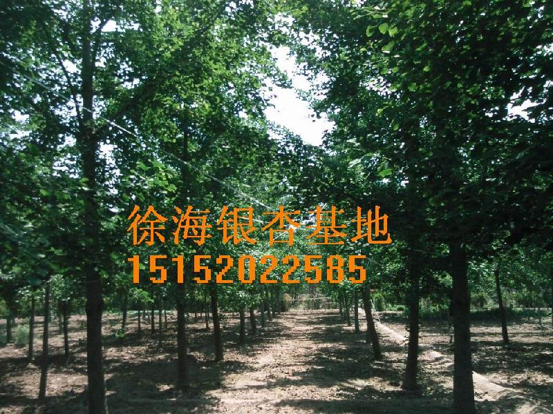 供應(yīng)江蘇【銀杏樹】供應(yīng)商，江蘇【銀杏樹】?jī)r(jià)格，江蘇【銀杏樹】報(bào)價(jià)