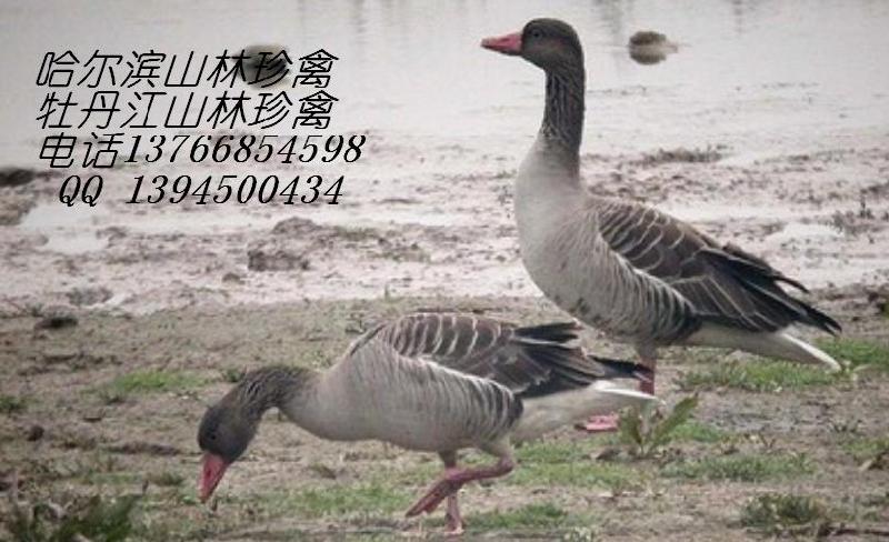 黑河*養(yǎng)殖,黑河沙半雞養(yǎng)殖,黑河*養(yǎng)殖