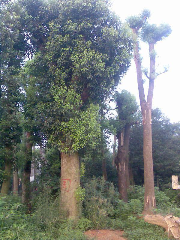 供应衡阳香樟树种植基地，衡阳香樟树批发，衡阳香樟树价格图片