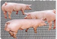 供應(yīng)黑鋼軋花網(wǎng)養(yǎng)豬網(wǎng)