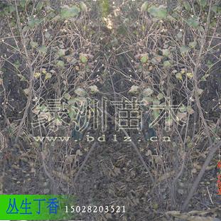 供應叢生紫丁香，丁香苗，保定丁香苗基地，保定大 漢綠洲園林