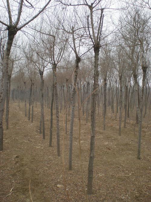 供應(yīng)供應(yīng)8公分金葉榆 高質(zhì)量金葉榆 保定金葉榆，中華金葉榆優(yōu)質(zhì)供應(yīng)商