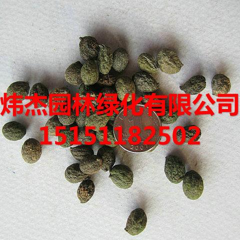 供应罗汉松种子价格