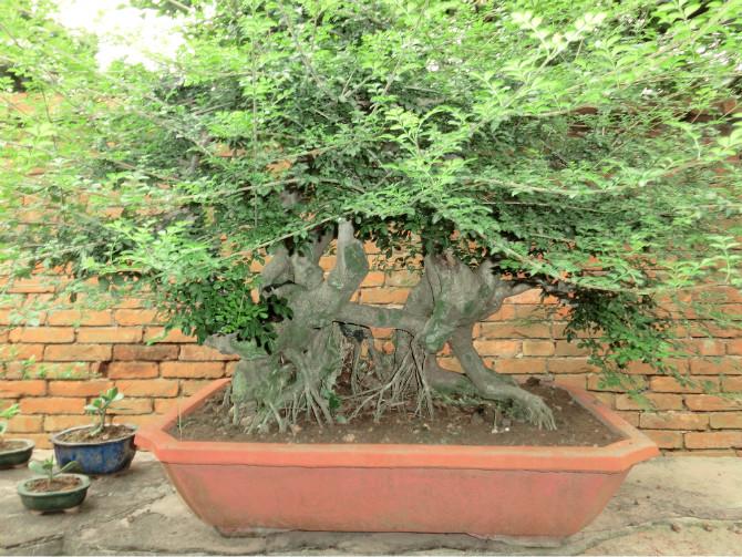 對(duì)節(jié)白蠟扦插小苗圖片