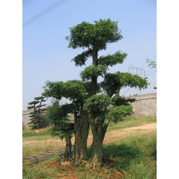 湖北對節(jié)白蠟圖片/湖北對節(jié)白蠟樣板圖 (4)