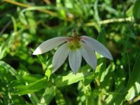供應(yīng)海南綠化草皮花苗木基地供應(yīng)海南美