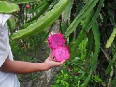 供應(yīng)種植火龍果哪里更專(zhuān)業(yè)