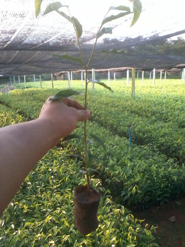 供應(yīng)昆明白木香價(jià)格