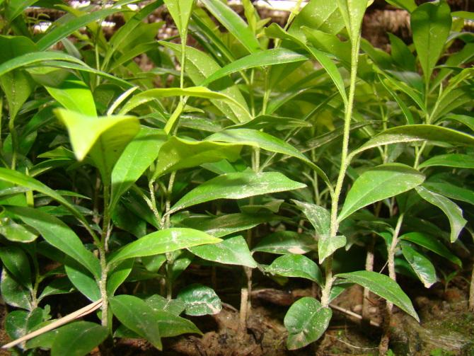 供應(yīng)廣西白木香苗價(jià)格