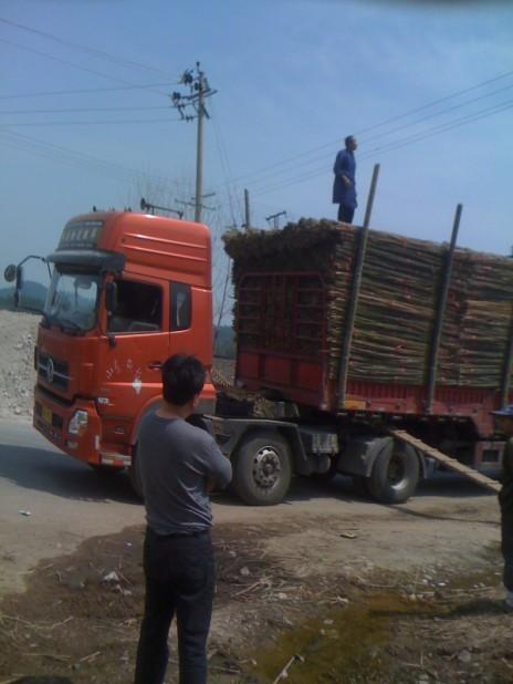 供應(yīng)這里是大棚毛竹片銷售市場