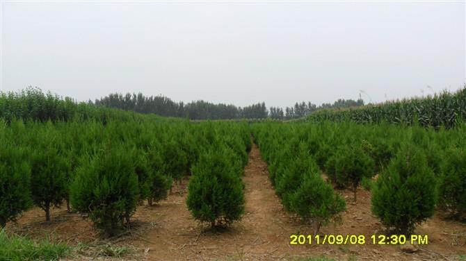 優(yōu)質(zhì)蜀儈苗 蜀儈苗基地 優(yōu)質(zhì)蜀儈苗 蜀儈苗基地