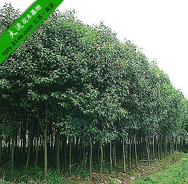 供應(yīng)國(guó)槐