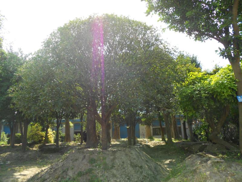 供應(yīng)安徽大葉女貞，江蘇大葉女貞，山東大葉女貞，上海大葉女貞