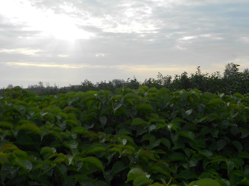 供應(yīng)基地直銷大葉女貞，安徽大葉女貞行情，江蘇大葉女貞價格