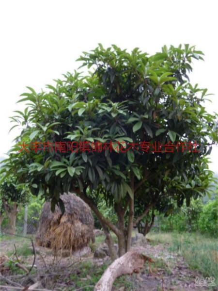 供應(yīng)枇杷樹(shù)供應(yīng)價(jià)格，枇杷樹(shù)行情，枇杷樹(shù)銷(xiāo)售