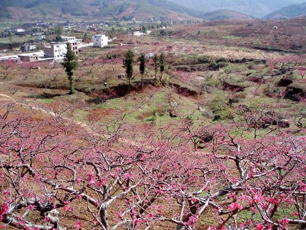 河源市连平上坪桃花山厂家供应连平上坪桃花山