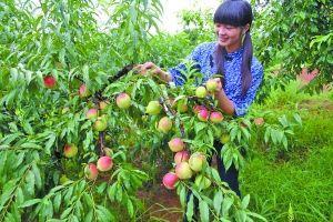 鹰嘴蜜桃供应鹰嘴蜜桃