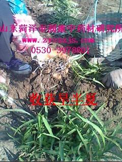 供應(yīng)半夏種莖