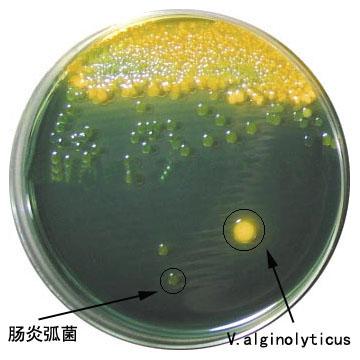 供应肠炎弧菌用TCBS琼脂培养基05204