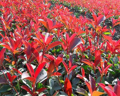 供應(yīng)漳州紅葉石楠