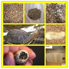 供應(yīng)金色天然巖片金巖片金云母