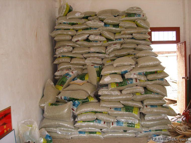 供應(yīng)中豌六號(hào)豌豆種子量大從優(yōu)