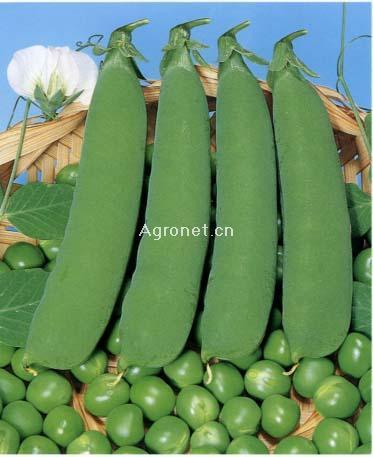 供應(yīng)中豌六號(hào)豌豆種子量大從優(yōu)