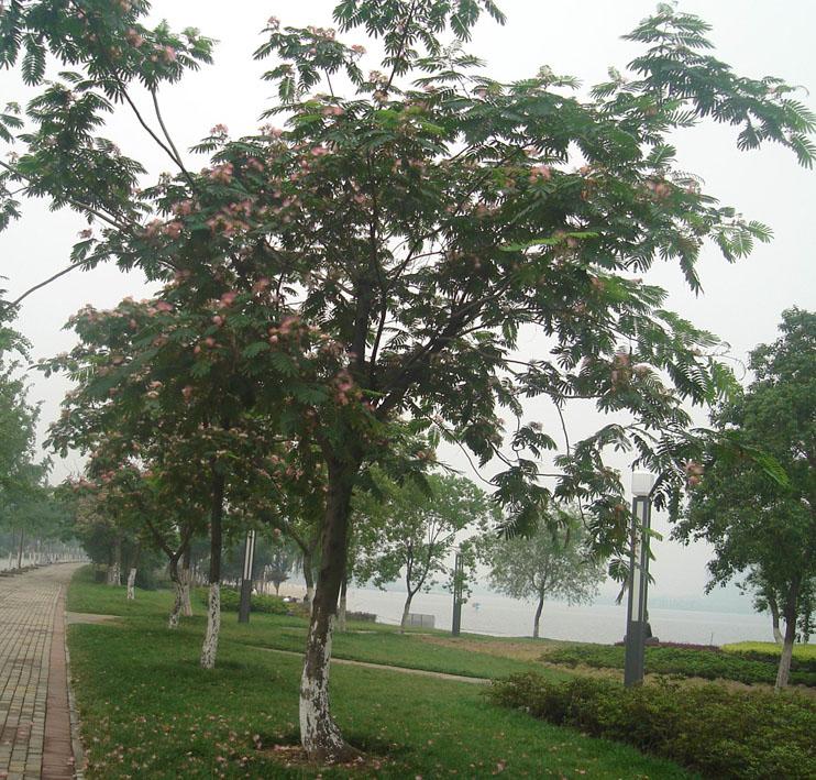 供應(yīng)各類綠化苗