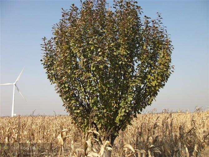 哪里賣海棠樹圖片