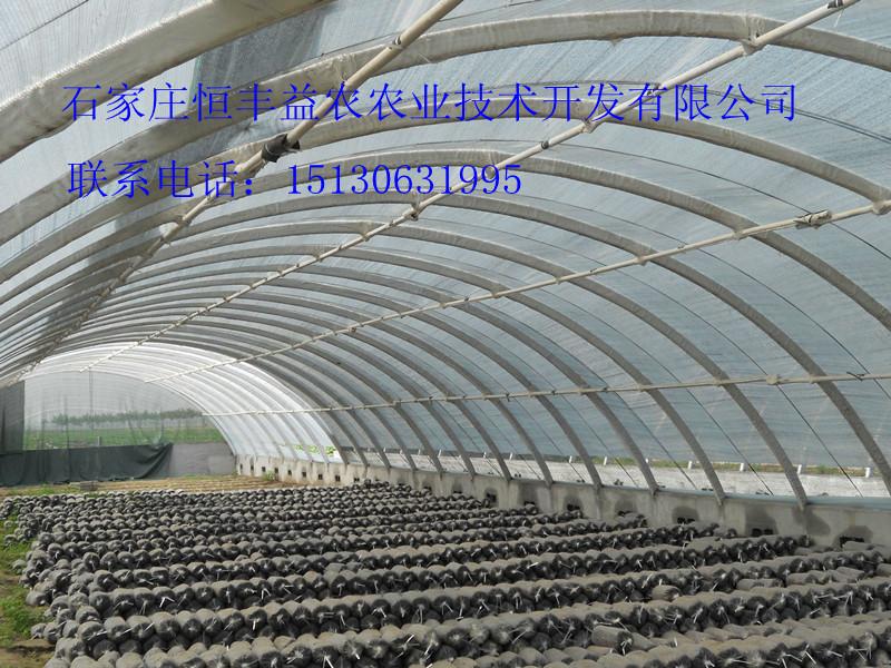 供應(yīng)鋼管大棚，鋼管大棚安裝，鋼管大棚廠家