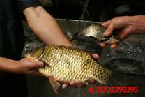 供應(yīng)河源市東源縣白鯧魚苗魚花批發(fā)