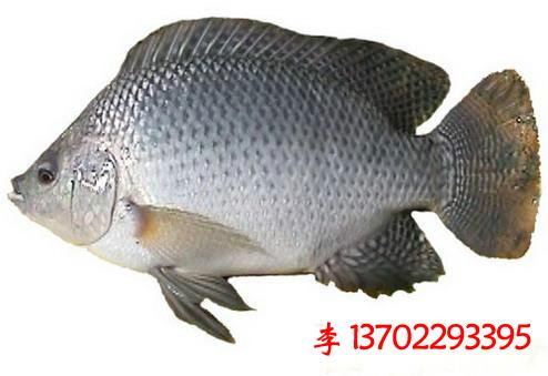 惠州市龍門縣白鯧魚苗魚花批發(fā)圖片