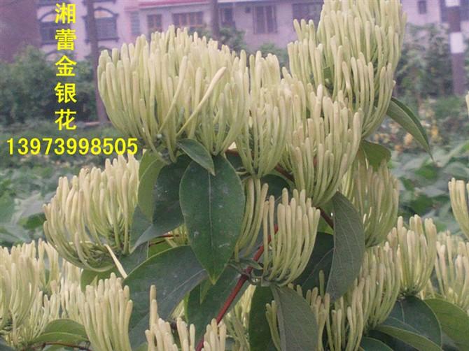 供應(yīng)湘蕾樹形金銀花苗 湘蕾樹形金銀花苗價 湘蕾樹形金銀花苗批發(fā)