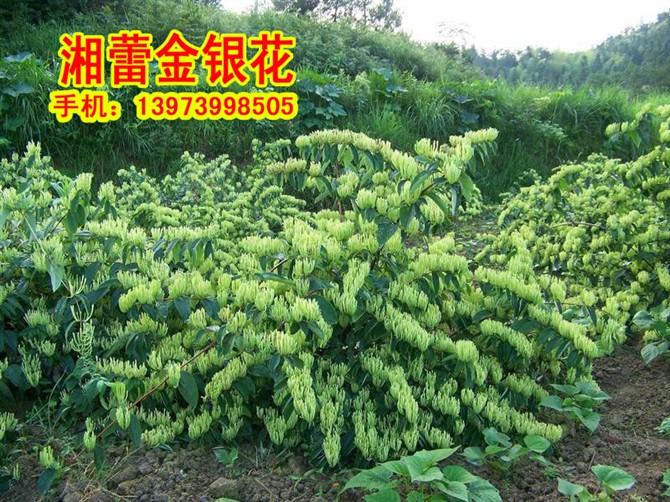 供應(yīng)哪里有湘蕾金銀花-湖南湘蕾金銀花種苗-哪里有湘蕾金銀花*