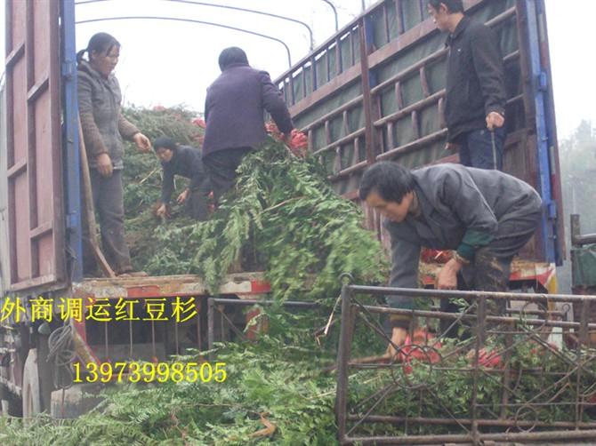 *柳-湖南*柳小苗-*柳批發(fā)價-湖南*柳報價