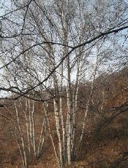 供應(yīng)“白樺”15公分