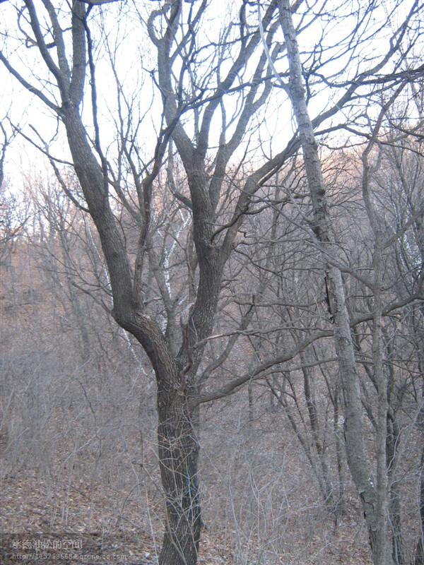 供應(yīng)“元寶楓”單株25-29公分