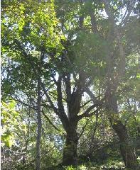 供應(yīng)”蒙古櫟“15-20公分單株